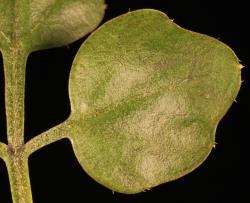 Cardamine chlorina. Leaflet from rosette leaf.
 Image: P.B. Heenan © Landcare Research 2019 CC BY 3.0 NZ